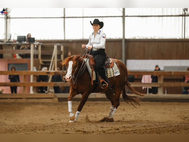 American Quarter Horse Merrie 7 Jaar 148 cm Donkere-vos in Kozlovice