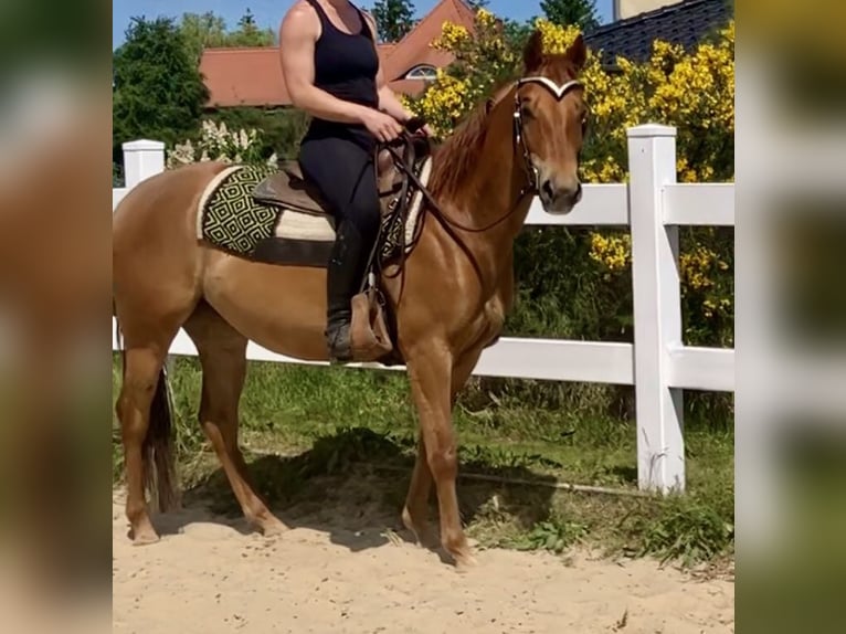 American Quarter Horse Merrie 7 Jaar 148 cm Roodvos in Osterburg