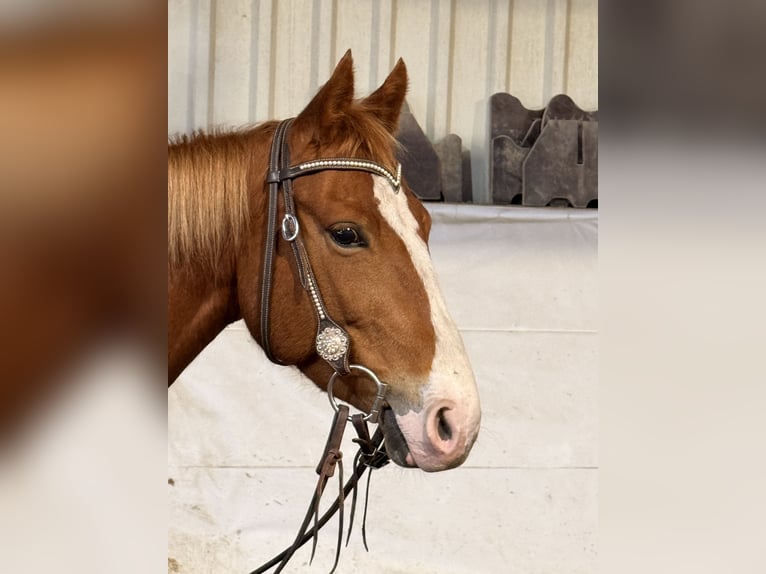 American Quarter Horse Merrie 7 Jaar 148 cm Vos in Neukirchen an der Enknach