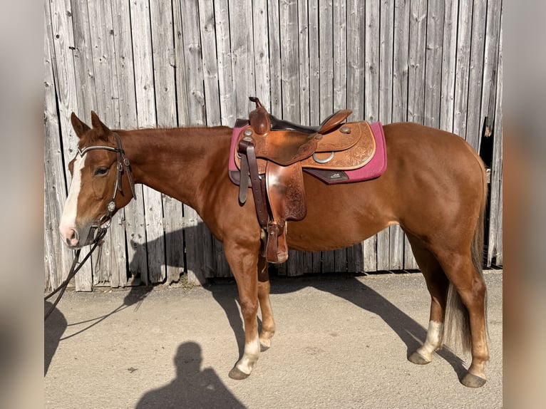 American Quarter Horse Merrie 7 Jaar 148 cm Vos in Neukirchen an der Enknach