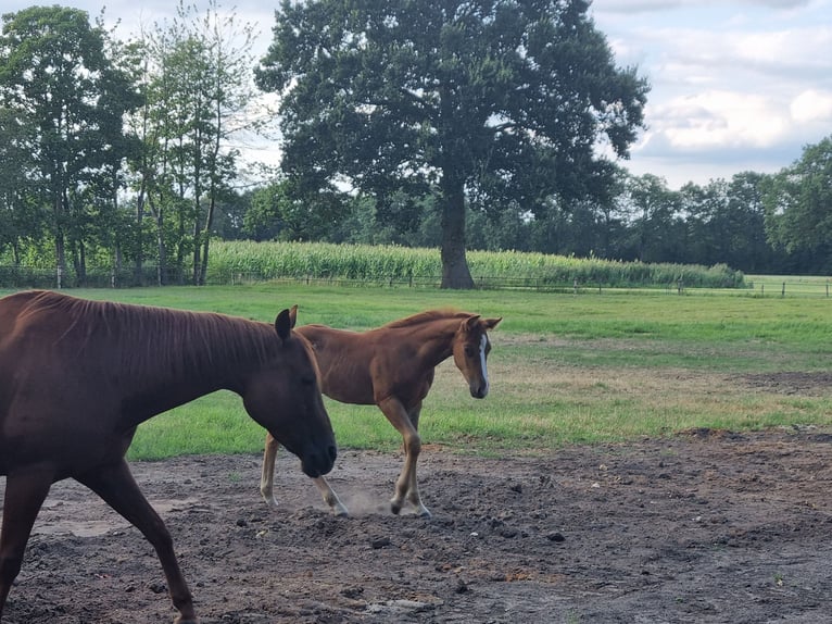 American Quarter Horse Merrie 7 Jaar 148 cm Vos in Zenderen