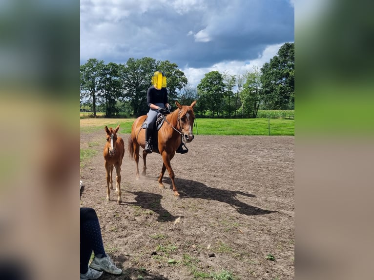 American Quarter Horse Merrie 7 Jaar 148 cm Vos in Zenderen