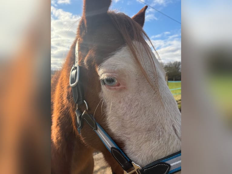American Quarter Horse Merrie 7 Jaar 148 cm Vos in Hungen American Quarter Horse Merrie 7 Jaar 148 cm Vos in Hungen