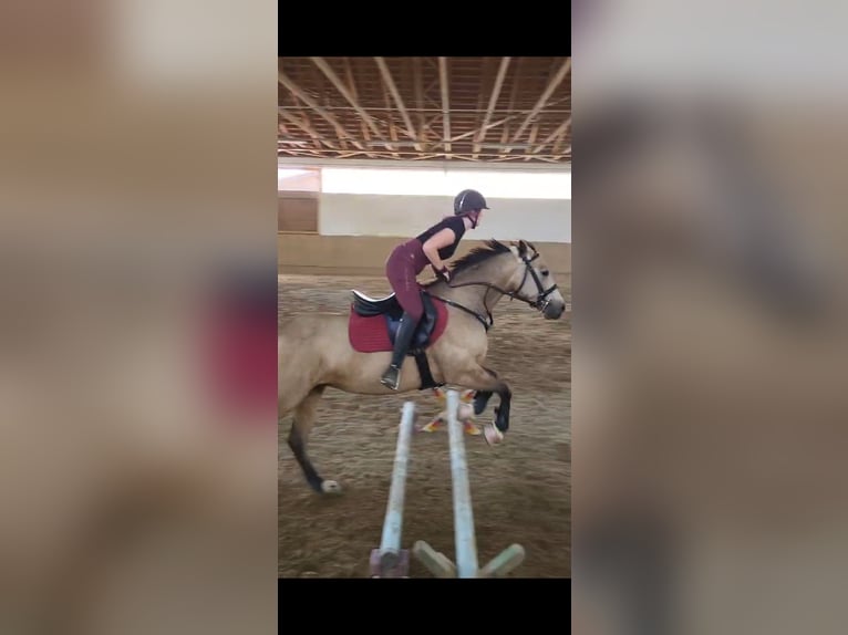 American Quarter Horse Mix Merrie 7 Jaar 149 cm Buckskin in Moosthenning
