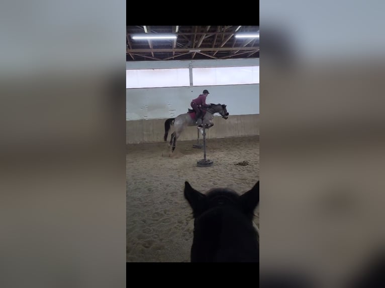 American Quarter Horse Mix Merrie 7 Jaar 149 cm Buckskin in Moosthenning