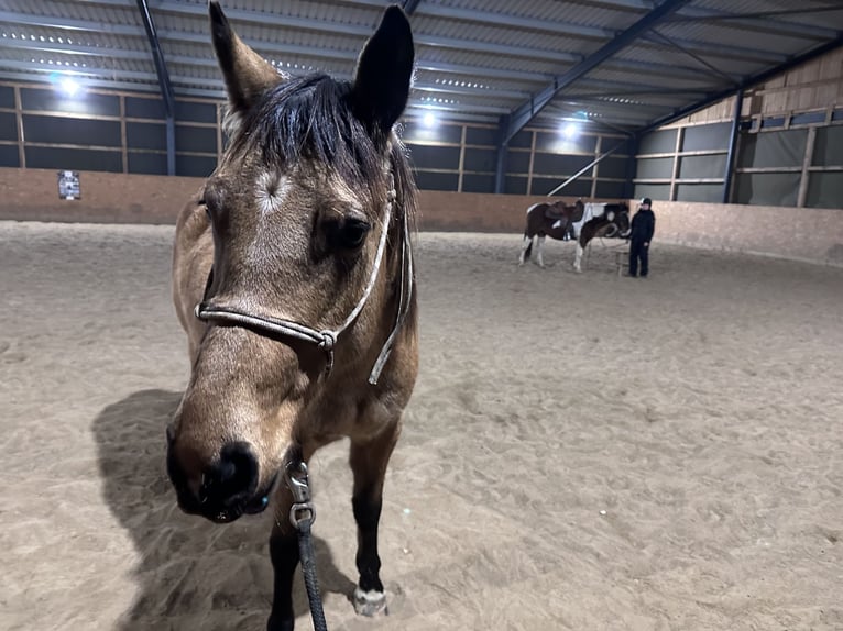 American Quarter Horse Merrie 7 Jaar 149 cm Buckskin in Möllenhagen
