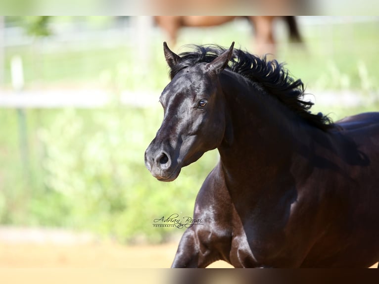 American Quarter Horse Merrie 7 Jaar 149 cm Zwart in Bad Dürrheim