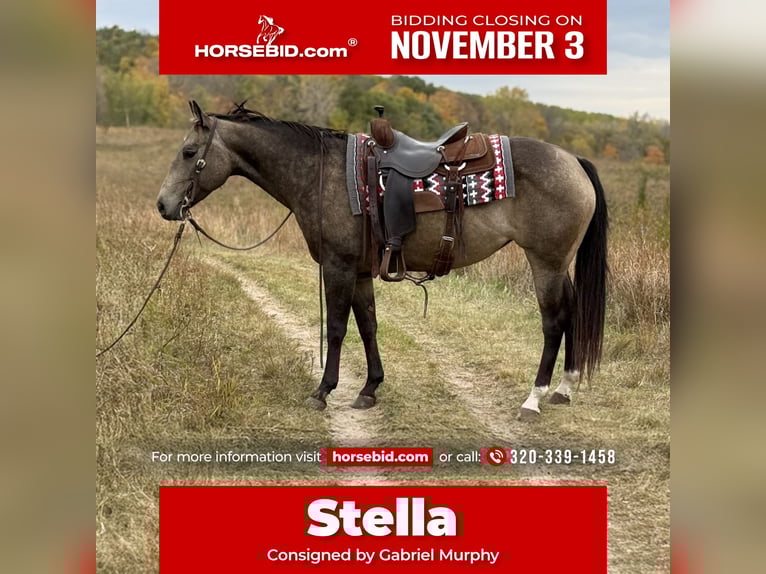 American Quarter Horse Merrie 7 Jaar 150 cm Buckskin in Cannon Falls