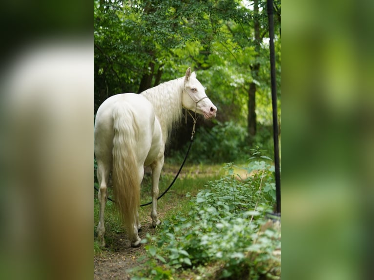 American Quarter Horse Merrie 7 Jaar 150 cm Cremello in P&#xE1;kozd