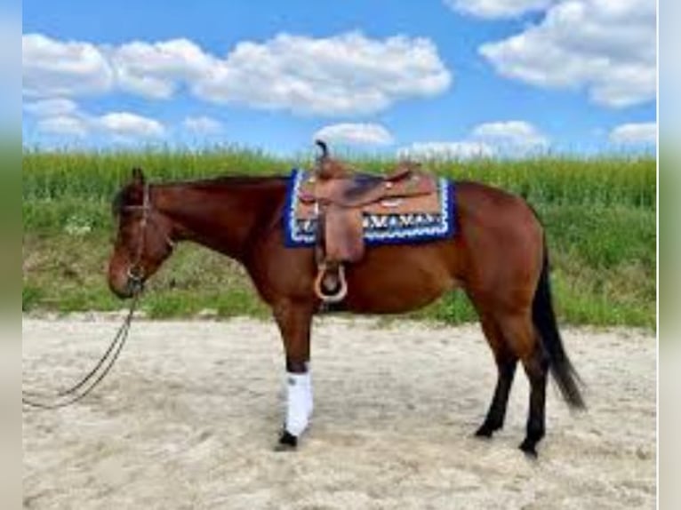 American Quarter Horse Merrie 7 Jaar 150 cm in Langenzersdorf