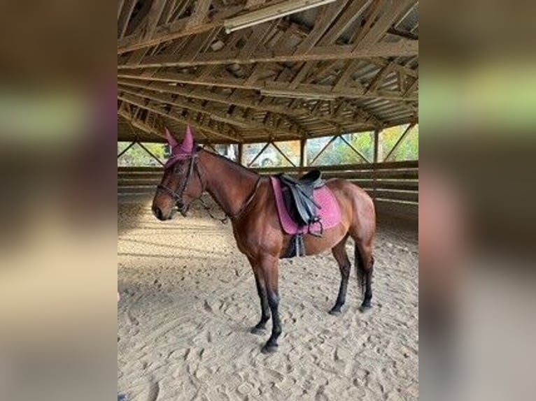 American Quarter Horse Merrie 7 Jaar 150 cm in Langenzersdorf
