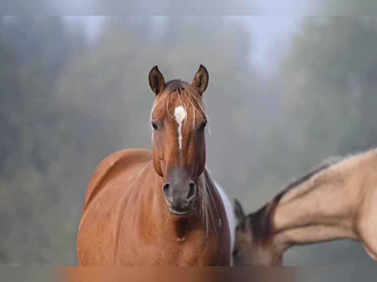 American Quarter Horse Merrie 7 Jaar 150 cm Pearl in Jonkoping American Quarter Horse Merrie 7 Jaar 150 cm Pearl in Jonkoping