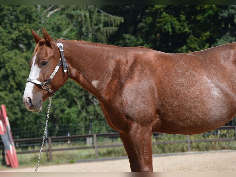 American Quarter Horse Merrie 7 Jaar 150 cm Rabicano in Wusterhausen (Dosse)