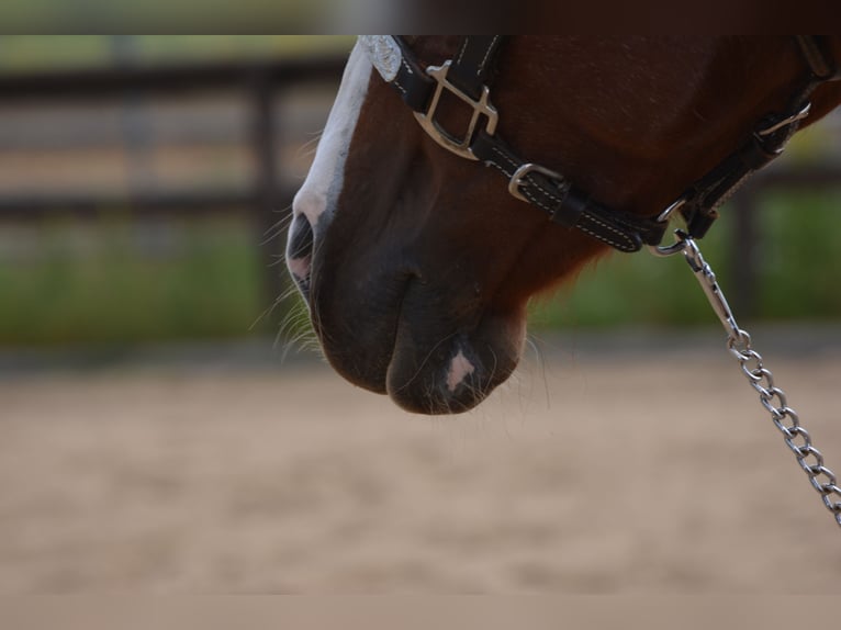 American Quarter Horse Merrie 7 Jaar 150 cm Rabicano in Wusterhausen (Dosse)
