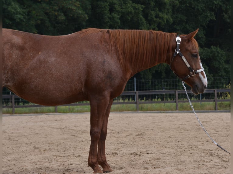 American Quarter Horse Merrie 7 Jaar 150 cm Rabicano in Wusterhausen (Dosse)