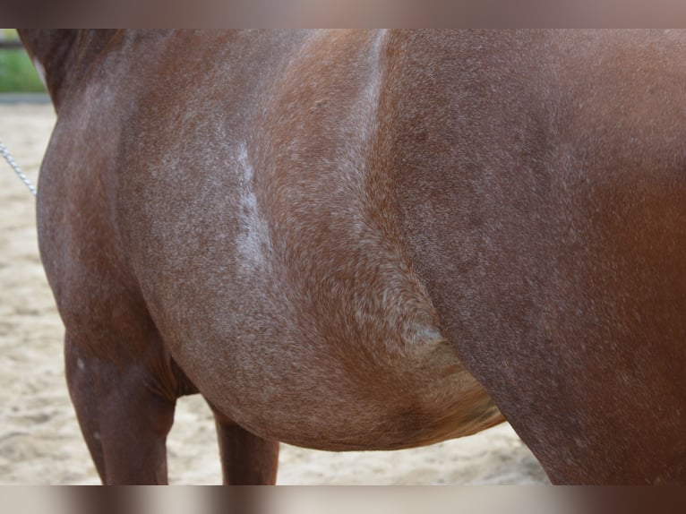 American Quarter Horse Merrie 7 Jaar 150 cm Rabicano in Wusterhausen (Dosse)
