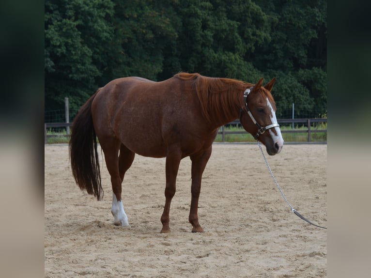 American Quarter Horse Merrie 7 Jaar 150 cm Rabicano in Wusterhausen (Dosse)