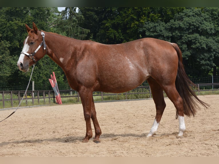 American Quarter Horse Merrie 7 Jaar 150 cm Rabicano in Wusterhausen (Dosse)