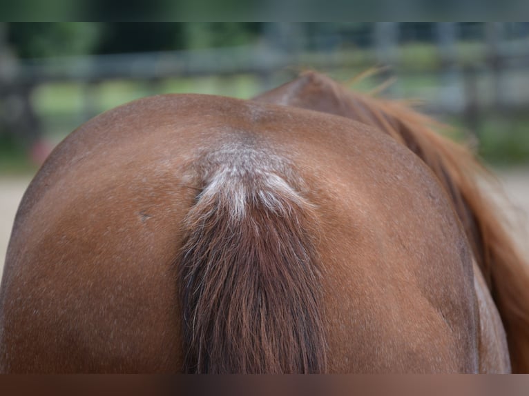 American Quarter Horse Merrie 7 Jaar 150 cm Rabicano in Wusterhausen (Dosse)