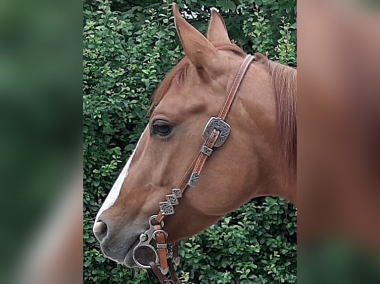 American Quarter Horse Merrie 7 Jaar 150 cm Red Dun in Kürten