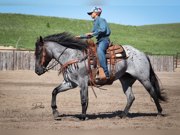 American Quarter Horse Merrie 7 Jaar 150 cm Roan-Blue in Thedford