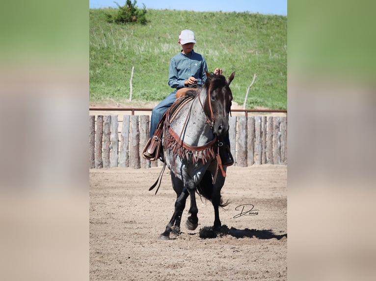 American Quarter Horse Merrie 7 Jaar 150 cm Roan-Blue in Thedford