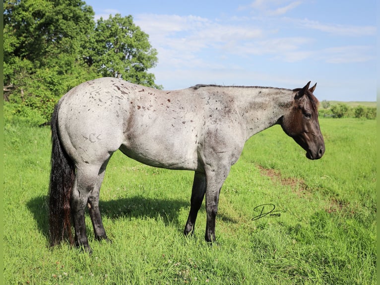 American Quarter Horse Merrie 7 Jaar 150 cm Roan-Blue in Thedford