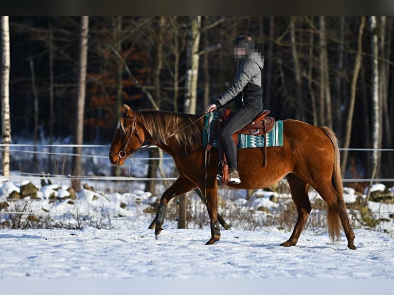 American Quarter Horse Merrie 7 Jaar 150 cm Roodbruin in Hassleholm