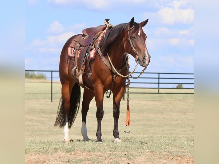 American Quarter Horse Merrie 7 Jaar 150 cm Roodbruin in Valley View, TX