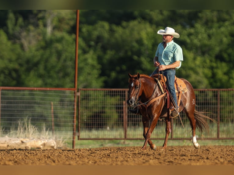 American Quarter Horse Merrie 7 Jaar 150 cm Roodvos in Kingston