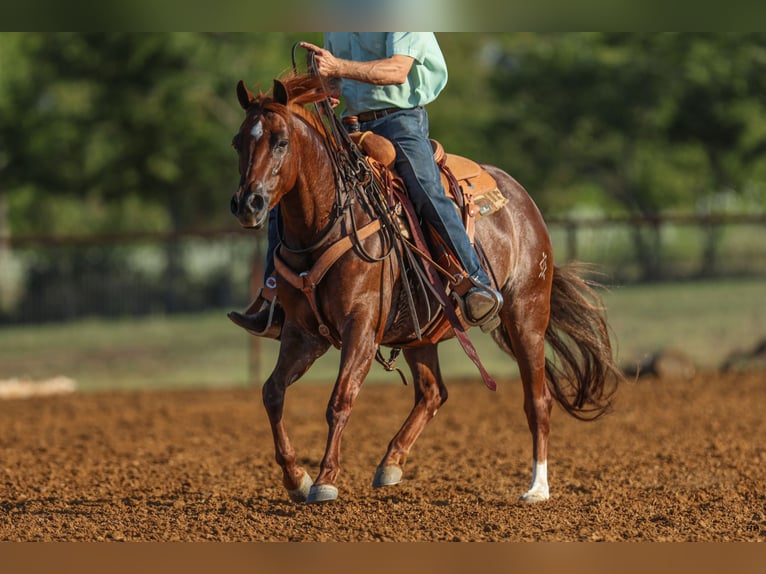 American Quarter Horse Merrie 7 Jaar 150 cm Roodvos in Kingston