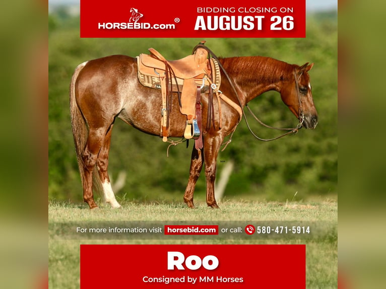 American Quarter Horse Merrie 7 Jaar 150 cm Roodvos in Kingston