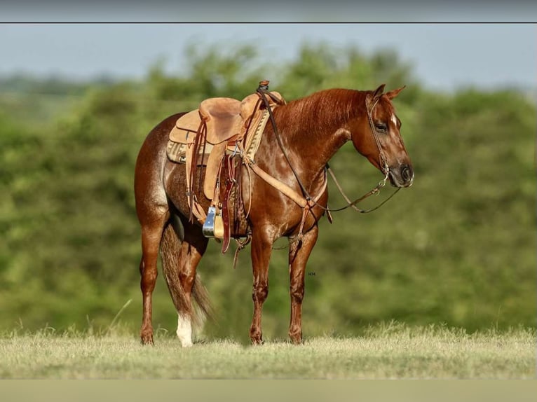 American Quarter Horse Merrie 7 Jaar 150 cm Roodvos in Kingston