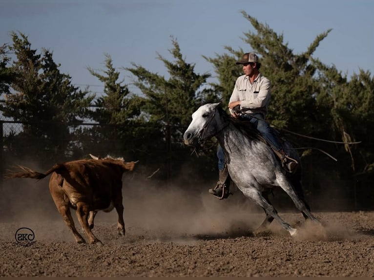 American Quarter Horse Merrie 7 Jaar 150 cm Schimmel in Canyon