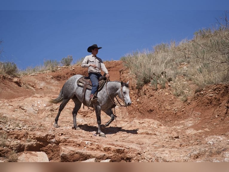 American Quarter Horse Merrie 7 Jaar 150 cm Schimmel in Canyon