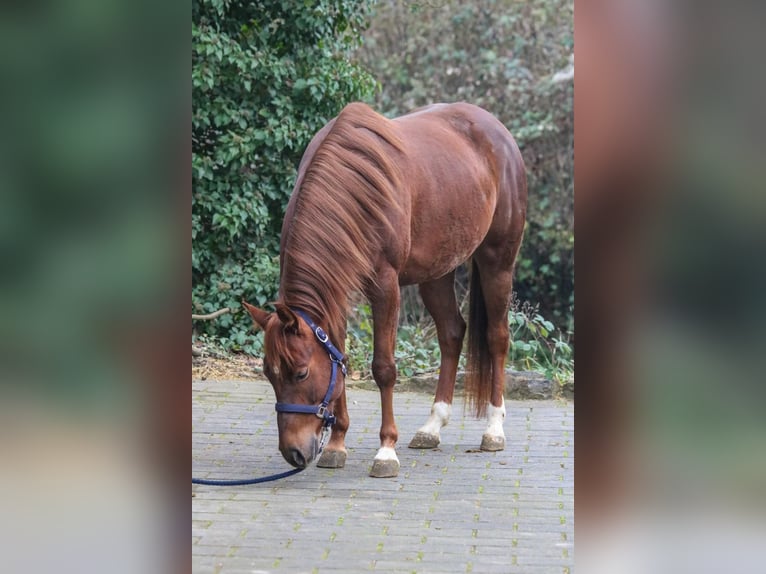 American Quarter Horse Merrie 7 Jaar 151 cm  in Bad Wimpfen