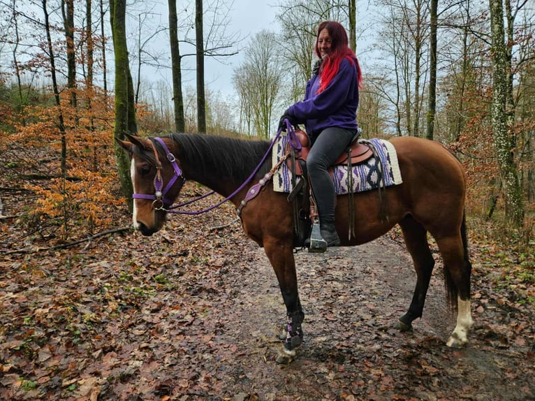 American Quarter Horse Merrie 7 Jaar 152 cm Bruin in Linkenbach
