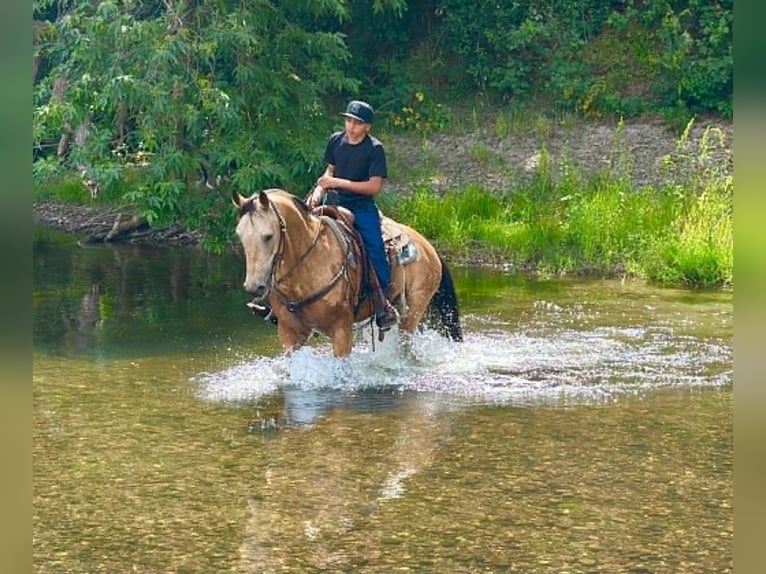 American Quarter Horse Merrie 7 Jaar 152 cm Buckskin in Tres Pinos