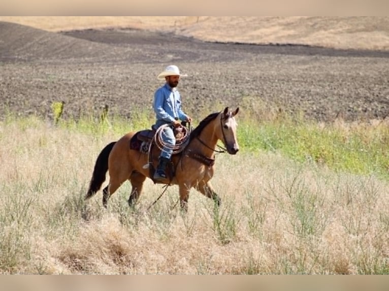 American Quarter Horse Merrie 7 Jaar 152 cm Buckskin in Tres Pinos