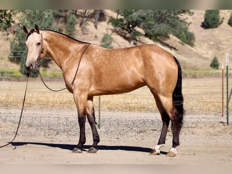 American Quarter Horse Merrie 7 Jaar 152 cm Buckskin in Tres Pinos