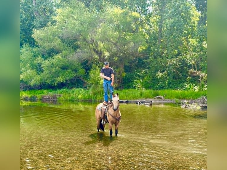 American Quarter Horse Merrie 7 Jaar 152 cm Buckskin in Tres Pinos