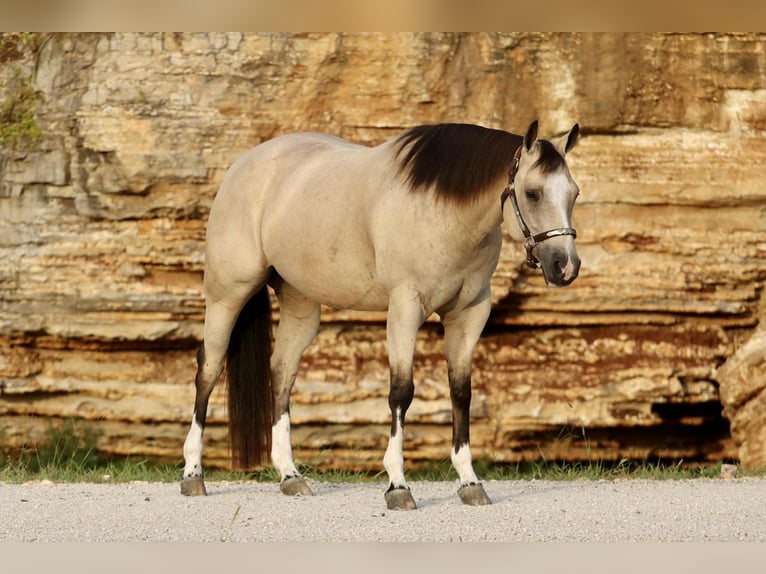 American Quarter Horse Merrie 7 Jaar 152 cm Buckskin in Mount Vernon, MO