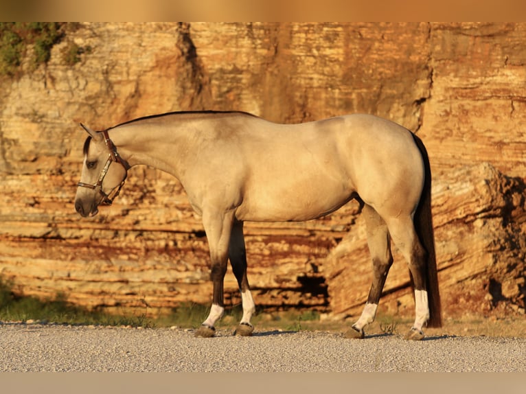 American Quarter Horse Merrie 7 Jaar 152 cm Buckskin in Mount Vernon, MO