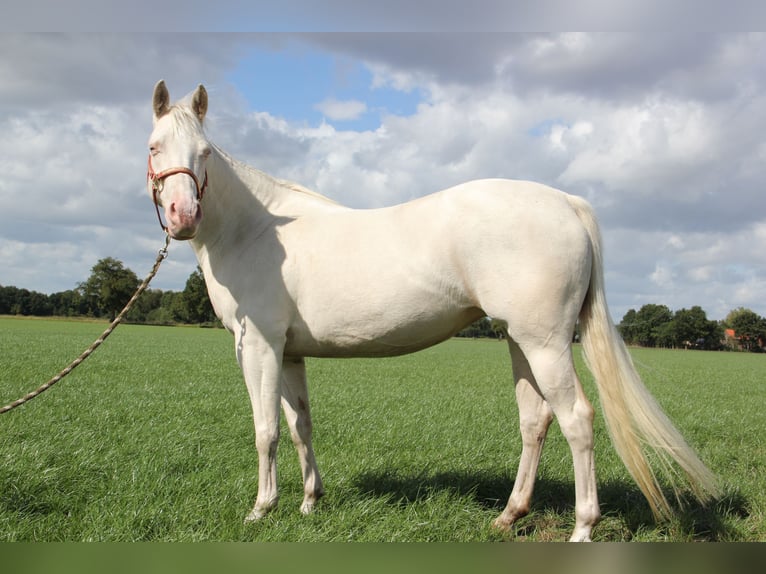 American Quarter Horse Merrie 7 Jaar 152 cm Cremello in Nistelrode