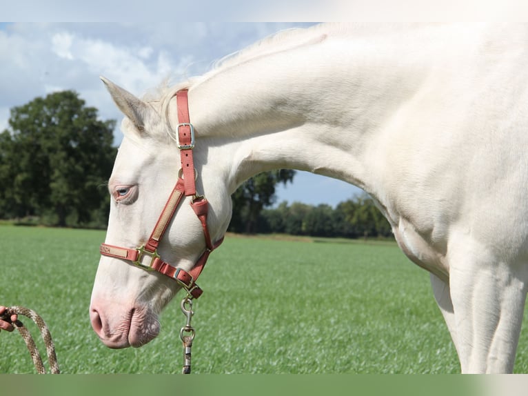 American Quarter Horse Merrie 7 Jaar 152 cm Cremello in Nistelrode