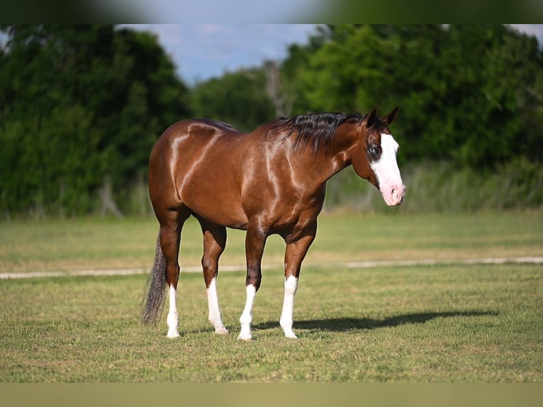 American Quarter Horse Merrie 7 Jaar 152 cm Donkere-vos in Waco