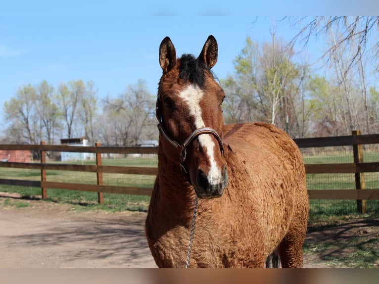 American Quarter Horse Merrie 7 Jaar 152 cm Falbe in Fort Collins CO
