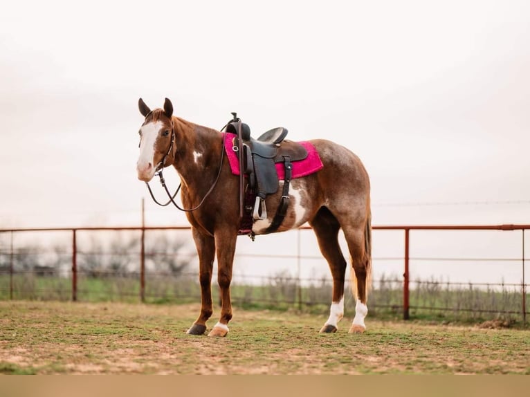 American Quarter Horse Merrie 7 Jaar 152 cm Overo-alle-kleuren in Wichita Falls