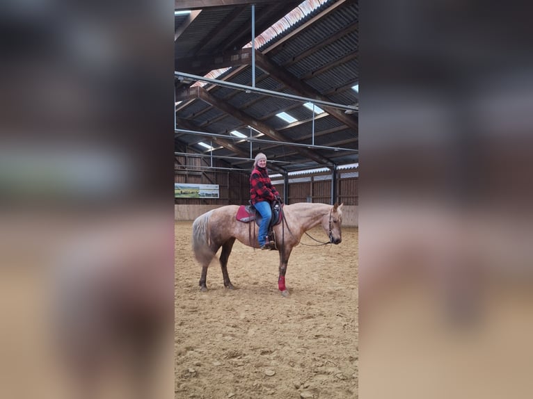 American Quarter Horse Mix Merrie 7 Jaar 152 cm Palomino in Andernach