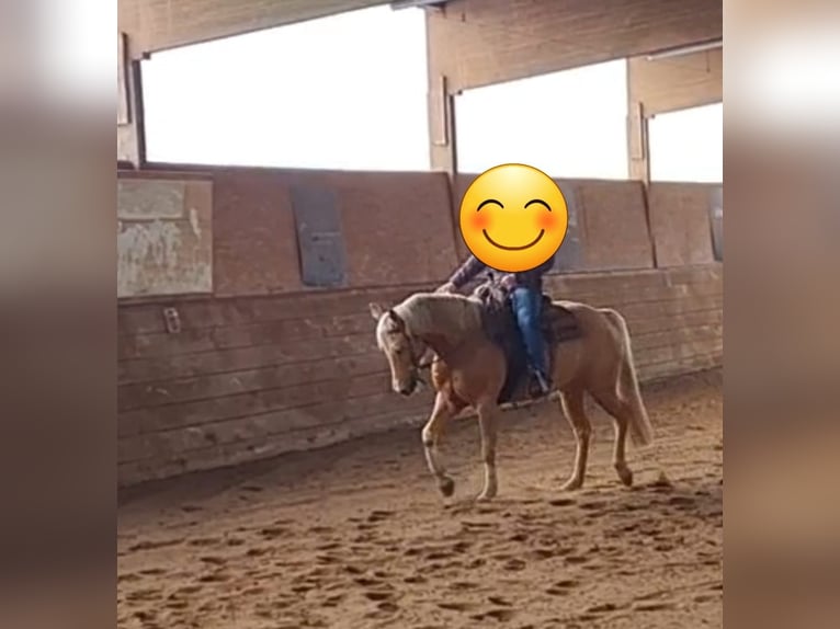 American Quarter Horse Merrie 7 Jaar 152 cm Palomino in Oetzen